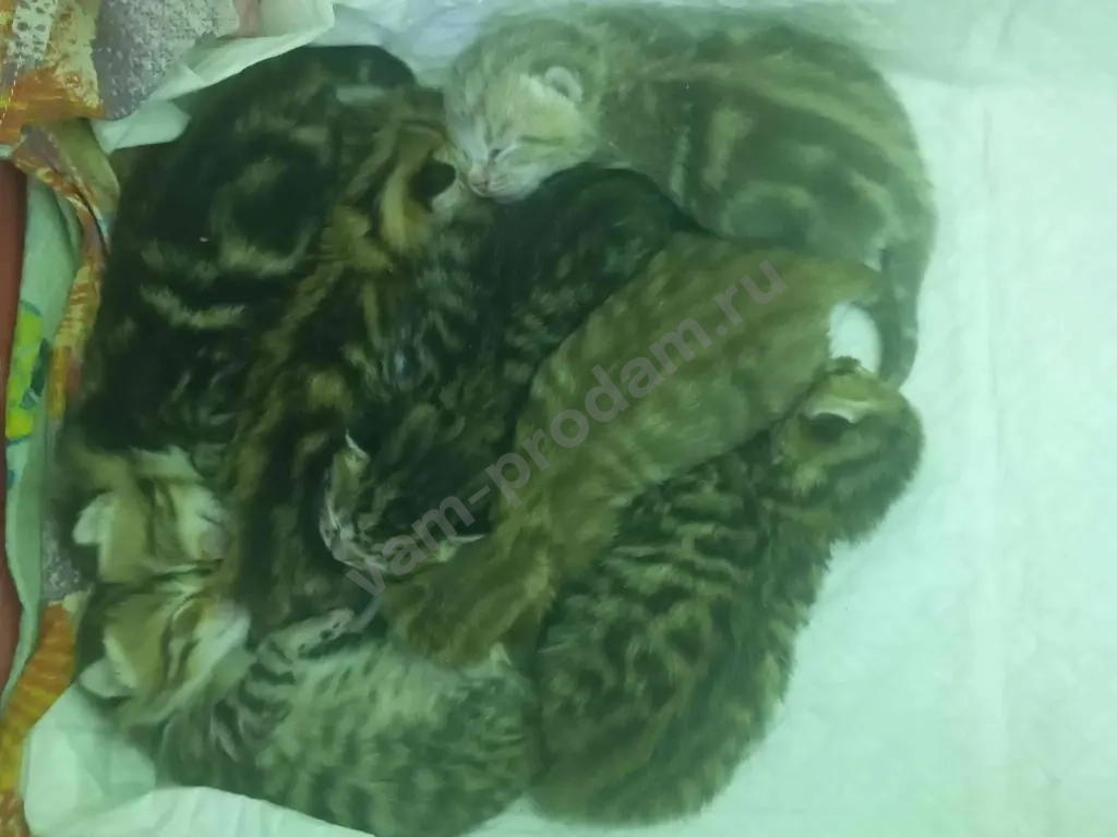 котят