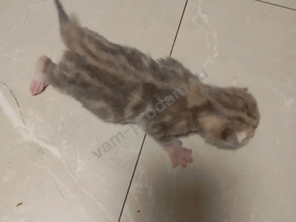 котят