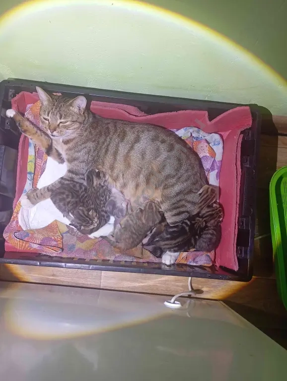 котят