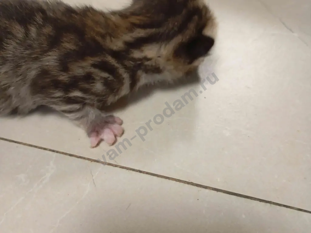 котят