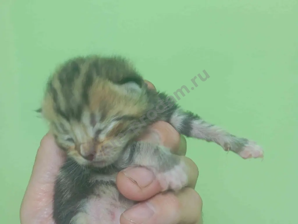 котят