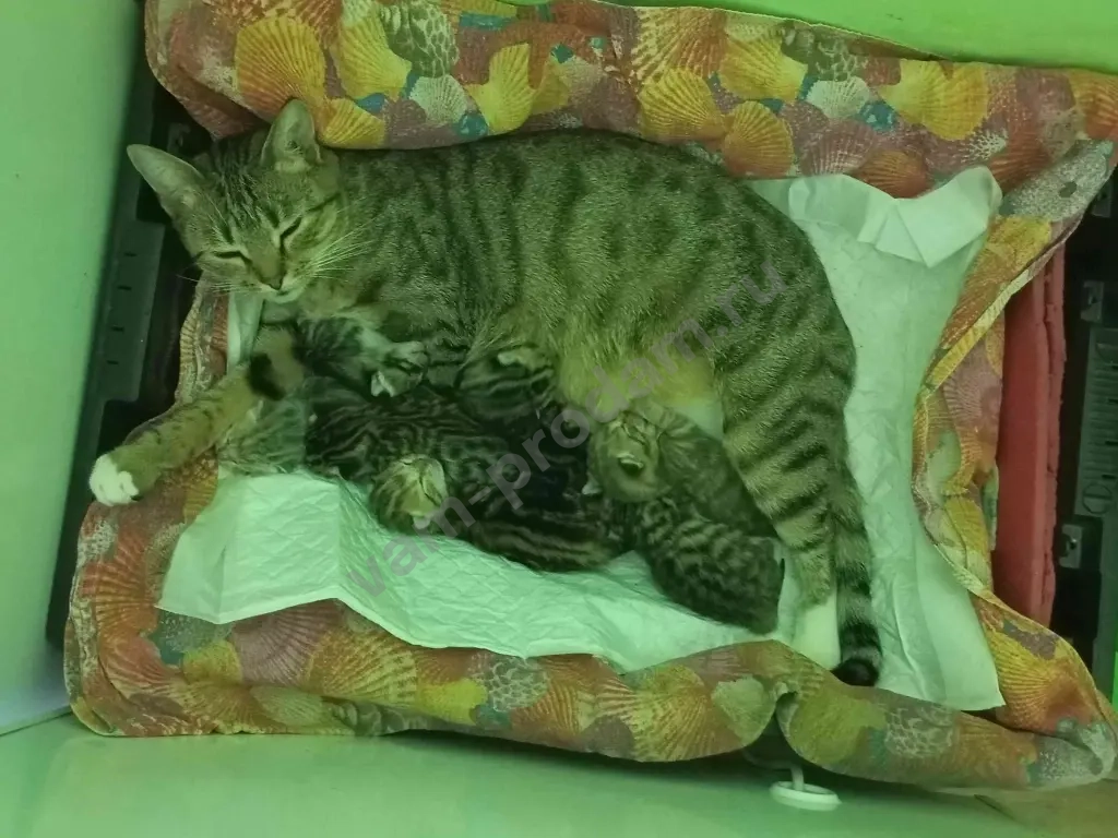 котят