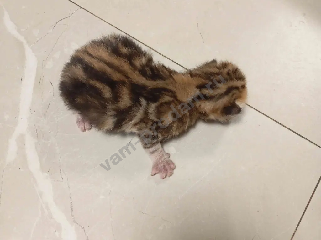 котят