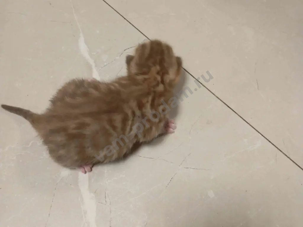 котят