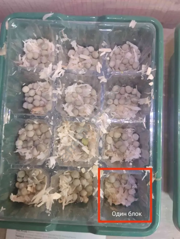 зелень для попугаев и грызунов