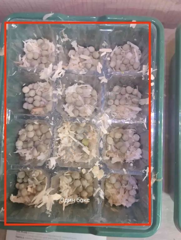 зелень для попугаев и грызунов