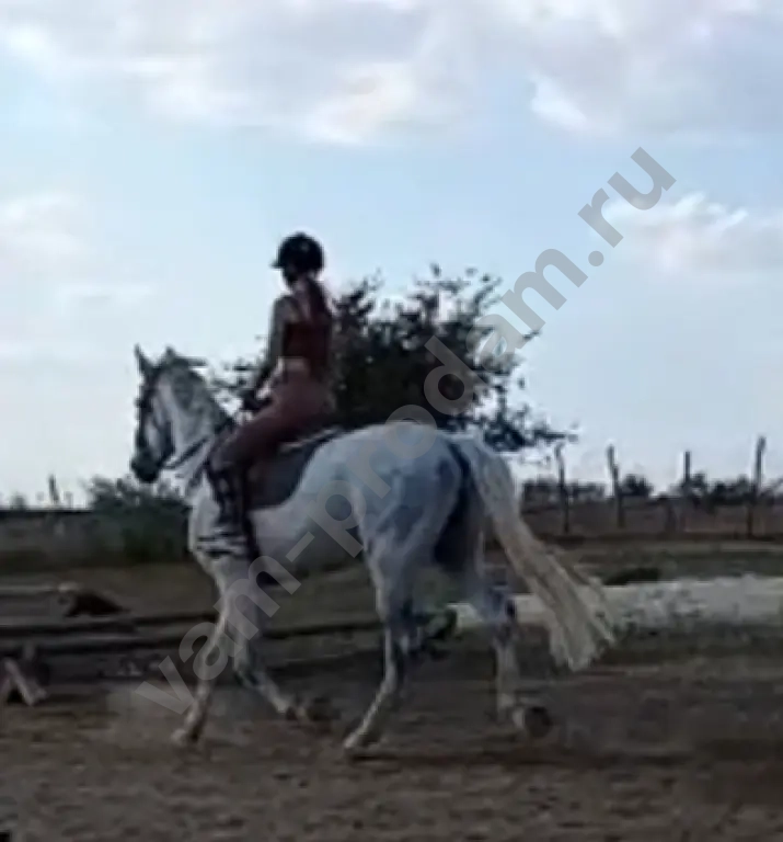 Жеребец орловский рысак