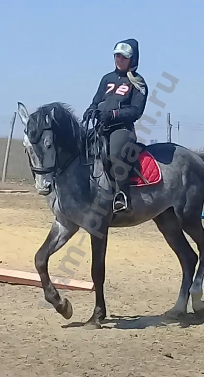 Жеребец орловский рысак