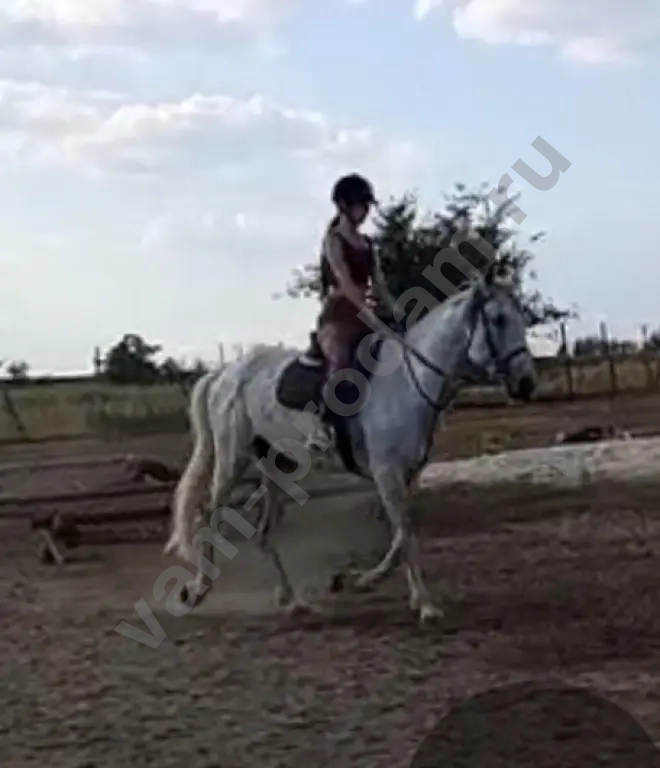 Жеребец орловский рысак