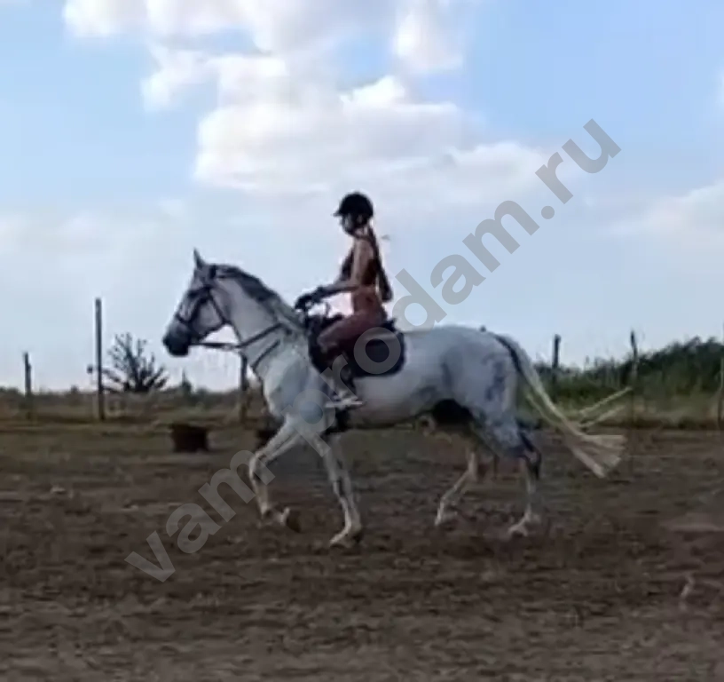 Жеребец орловский рысак