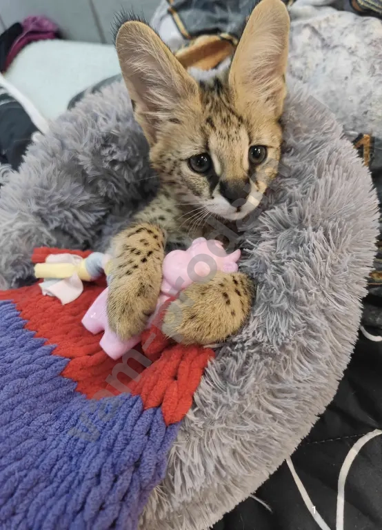 Котята Саванна ф1