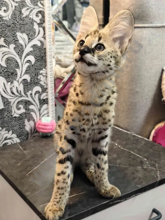 Котята Саванна ф1