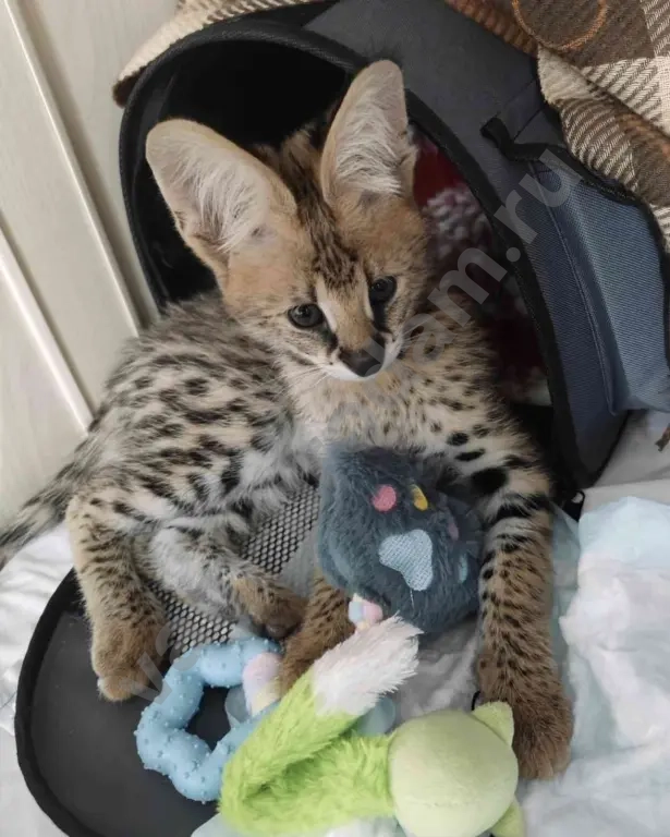 Котята Саванна ф1