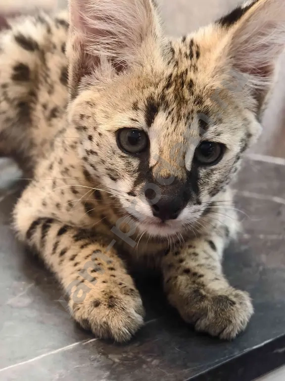 Котята Саванна ф1