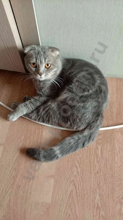 Кот, 1,5 года