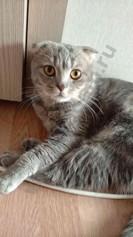 Кот, 1,5 года