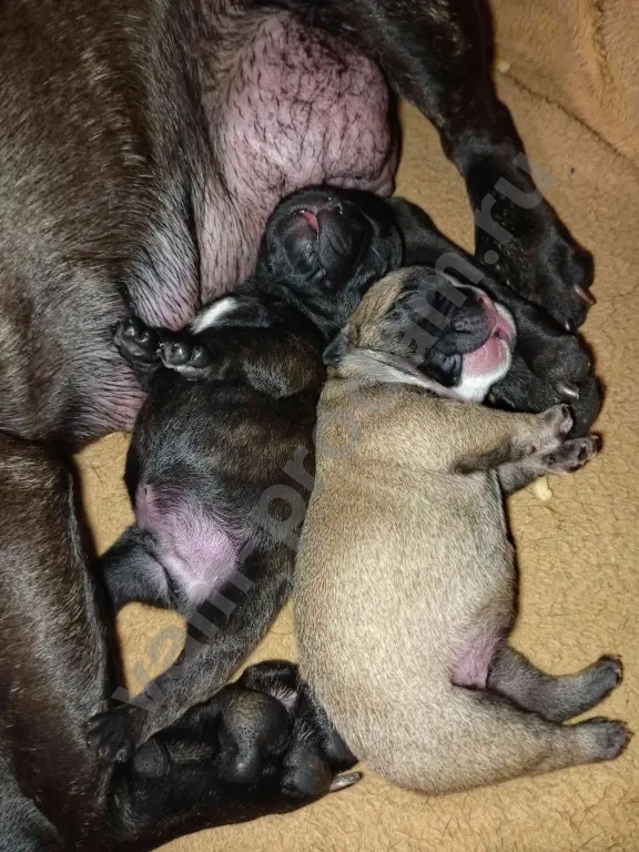 щенки французского бульдога