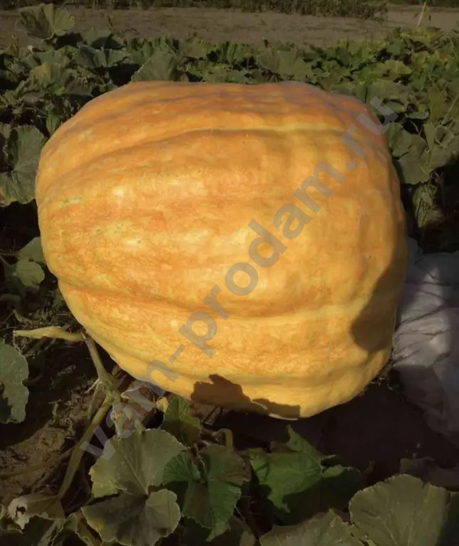 Семена тыквы гиганта