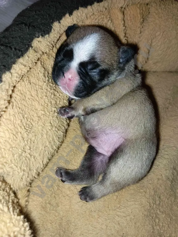 щенки французского бульдога