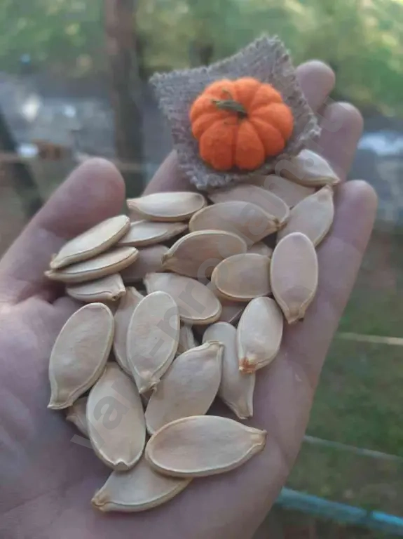 Семена тыквы гиганта