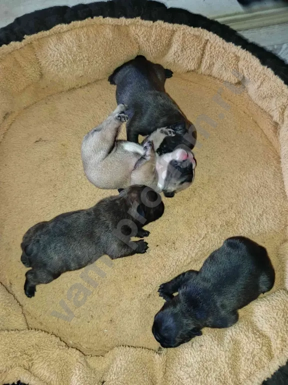 щенки французского бульдога