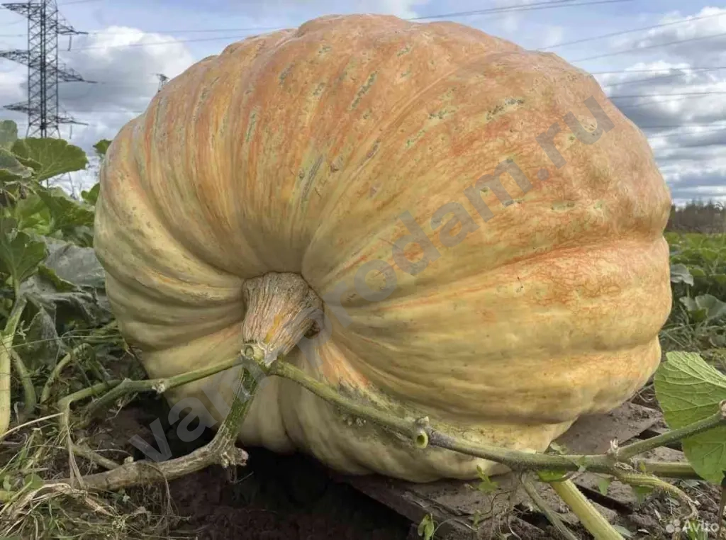 Семена тыквы гиганта