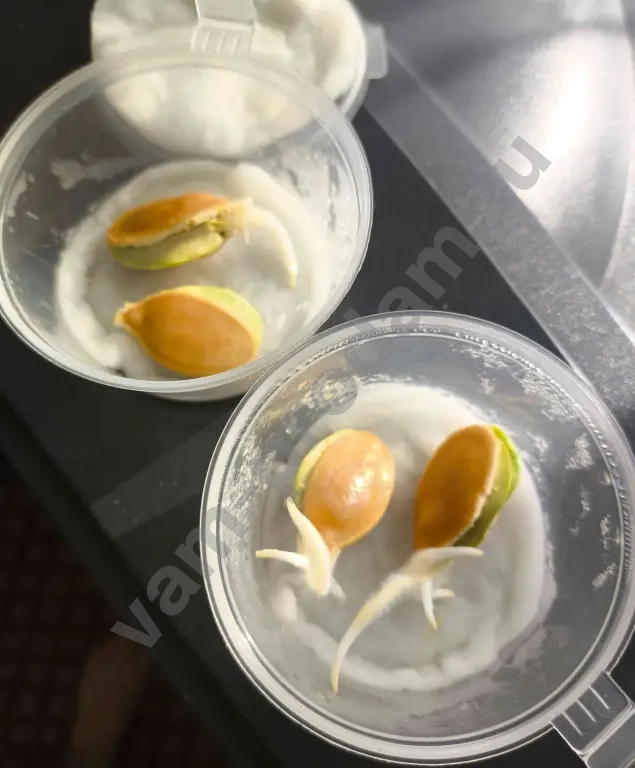 Семена тыквы гиганта