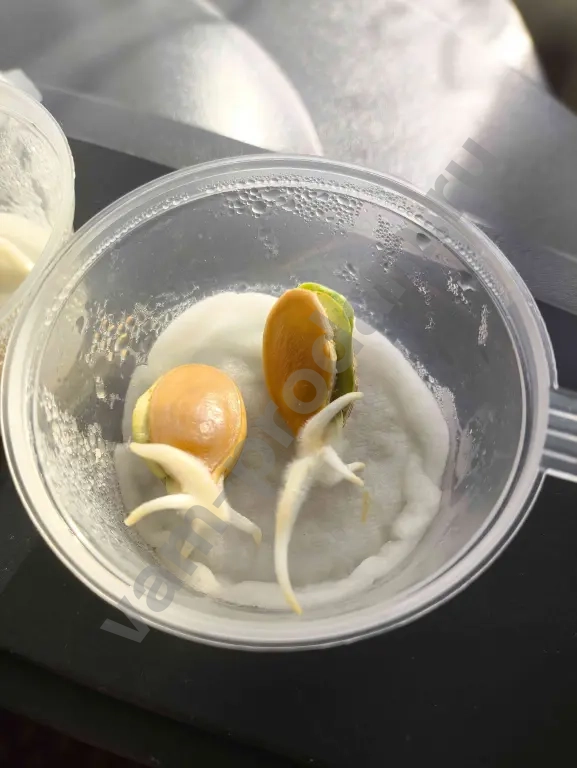 Семена тыквы гиганта