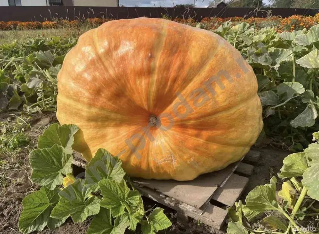 Семена тыквы гиганта