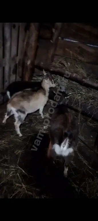 козы и козлы