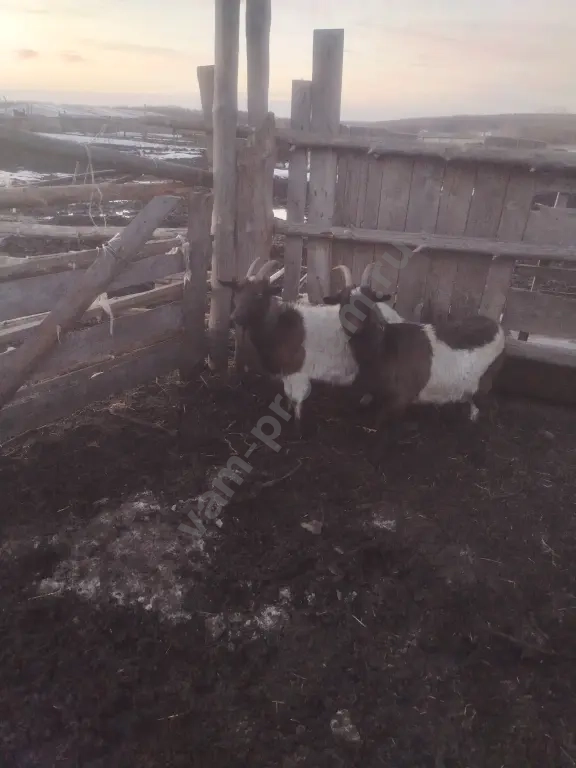 козы и козлы