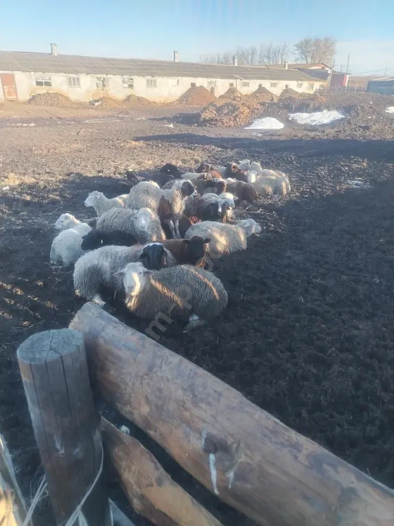 овцы бараны ягнята