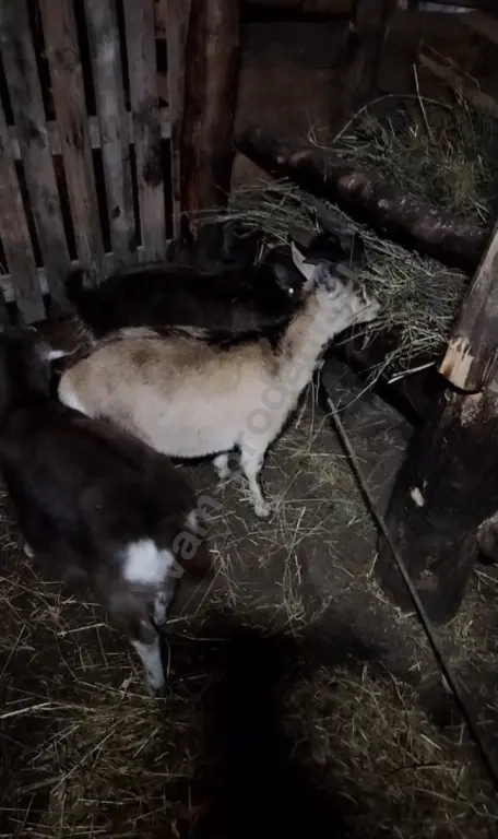 козы и козлы