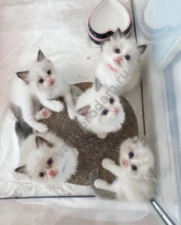 Рэгдолл Малышки