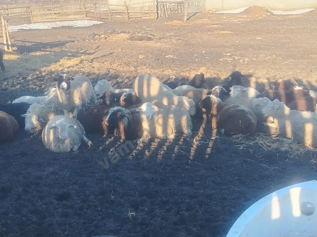 овцы бараны ягнята