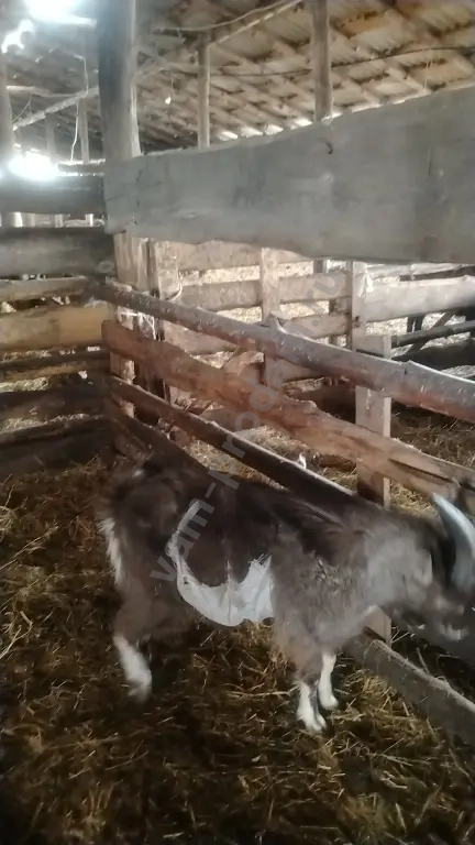 козы и козлы