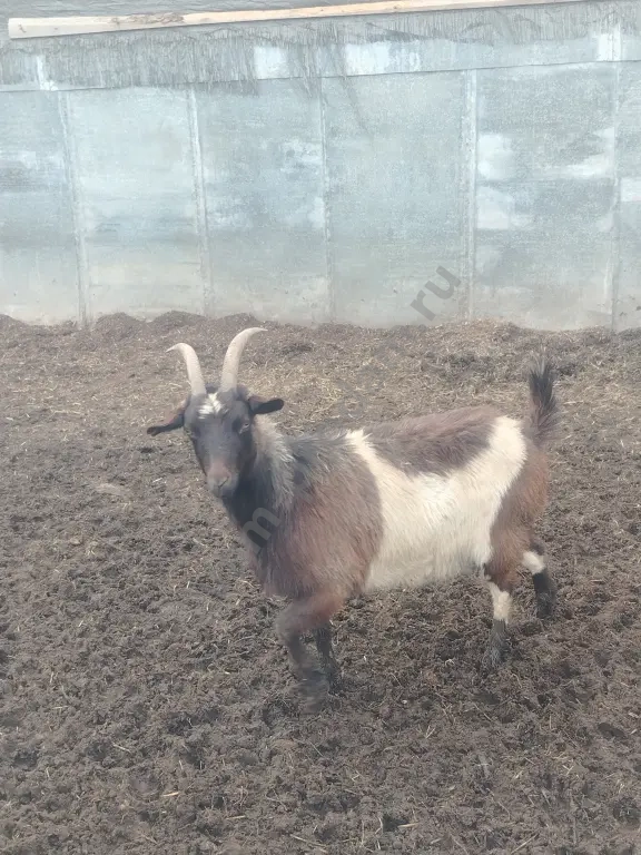 козы и козлы