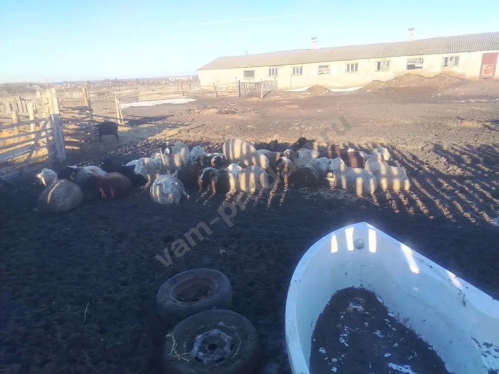 овцы бараны ягнята