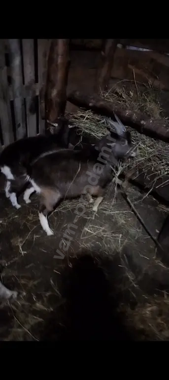 козы и козлы