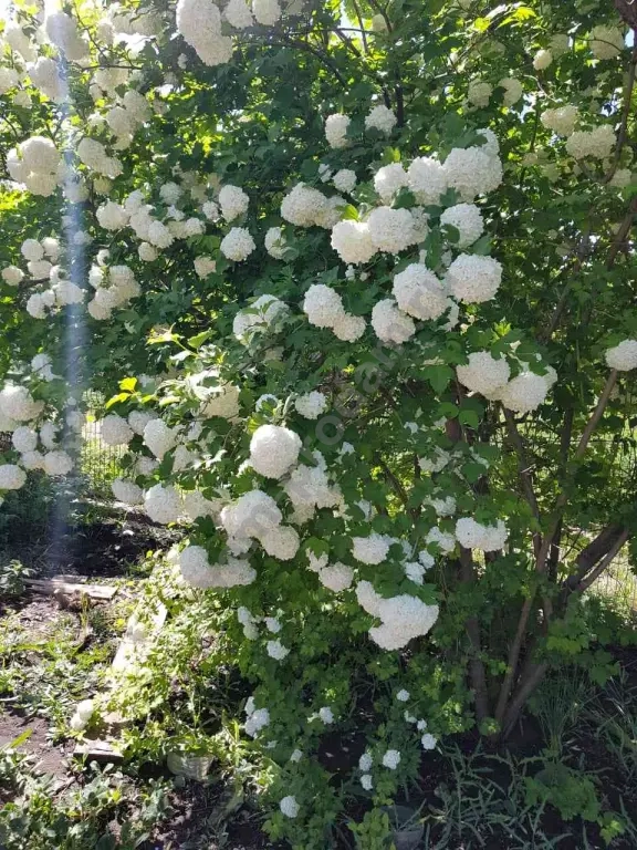 Калина Бульдонеж