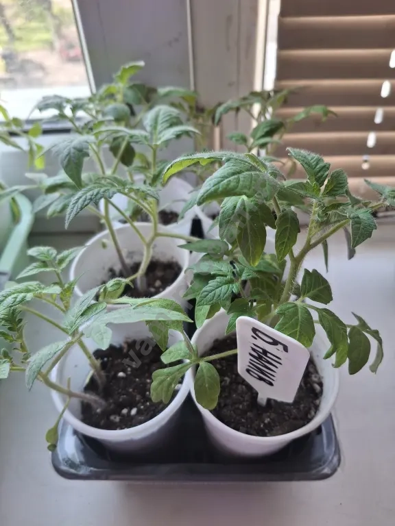 Рассада помидор