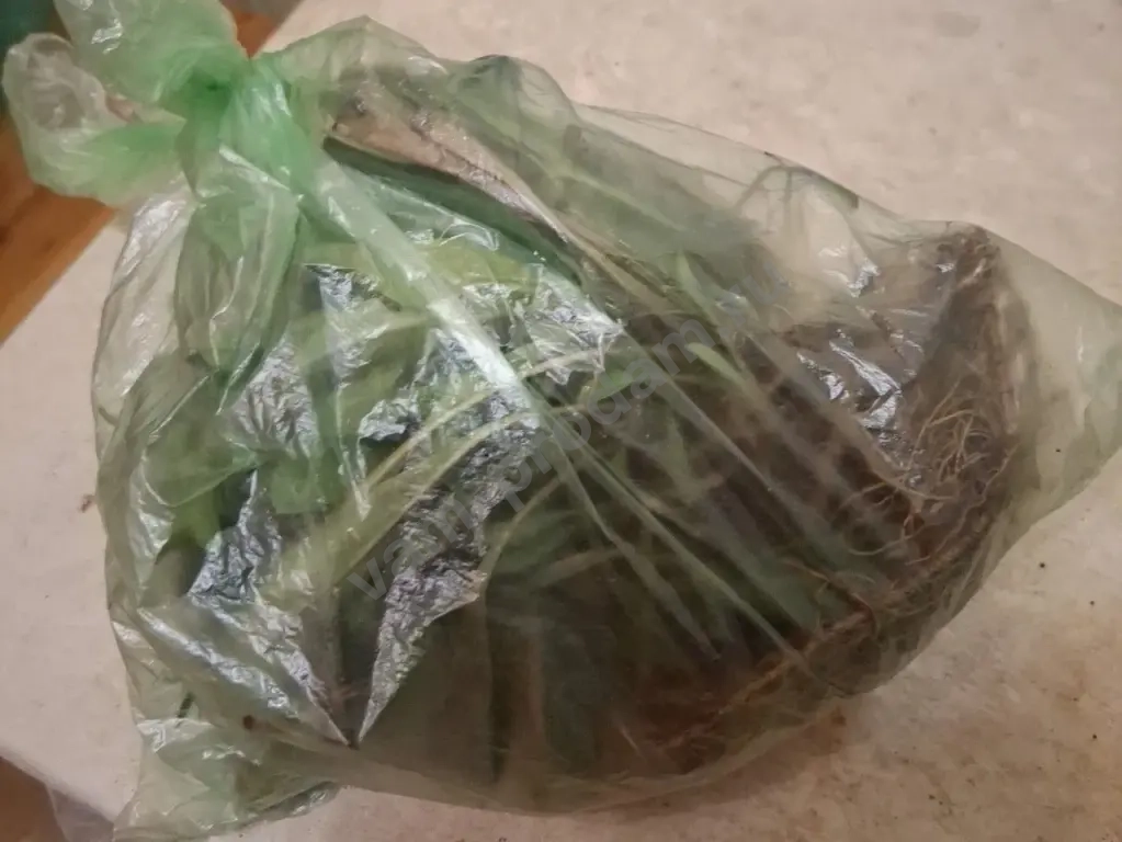 Кареопсис Жёлтый Ленок