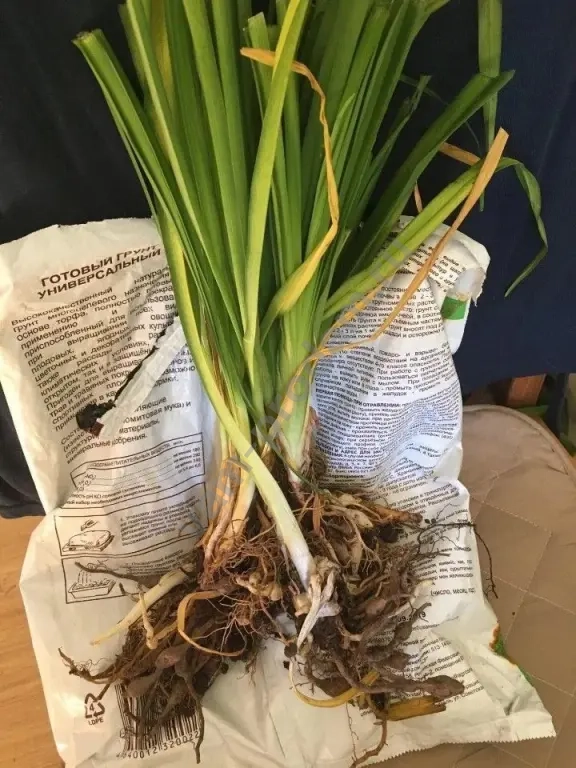 Лилейники Жёлтые