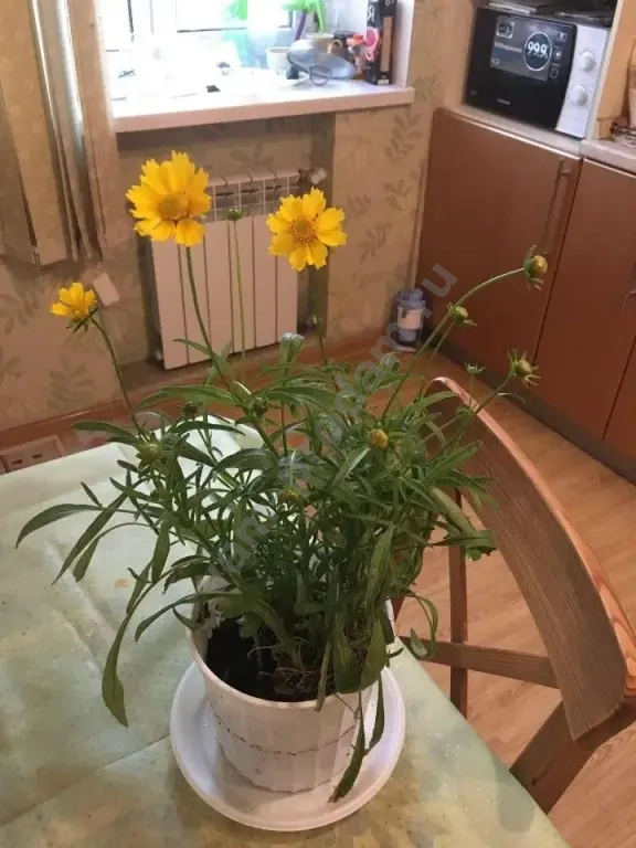 Кареопсис Жёлтый Ленок