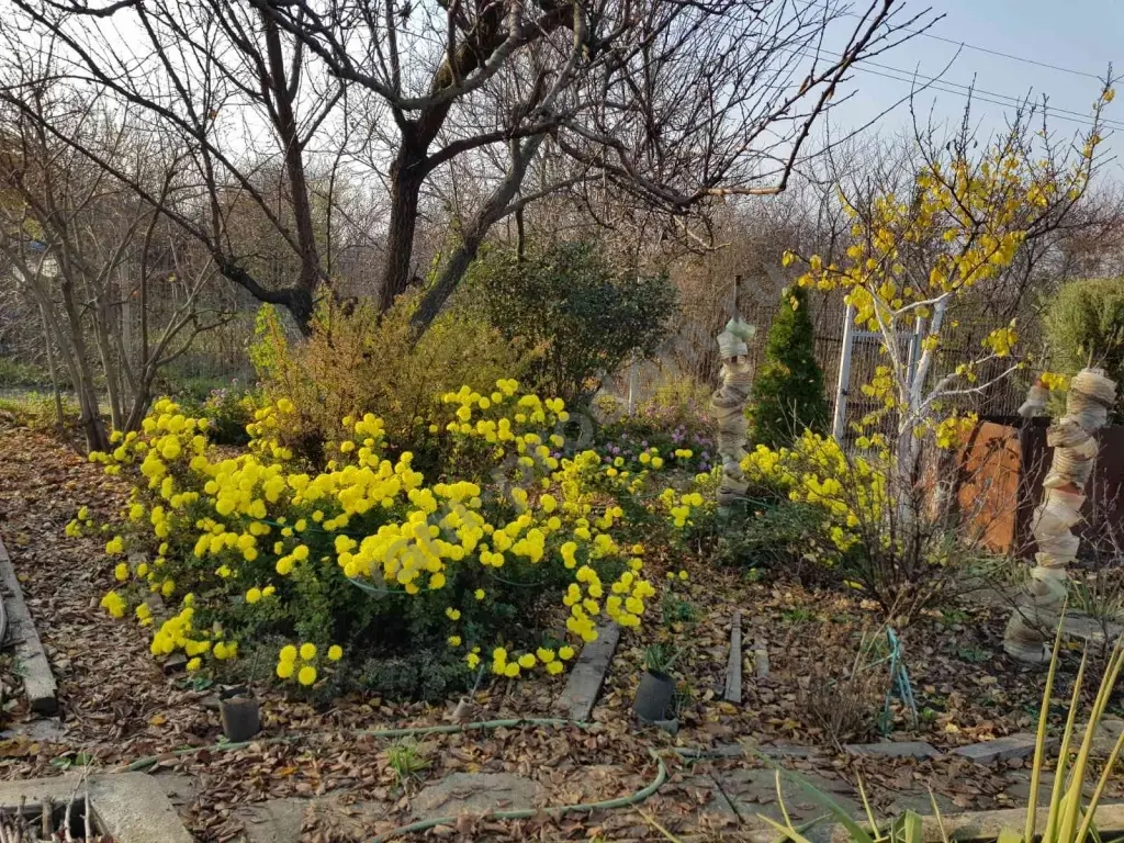 Дубочки Хризантем Жёлтые