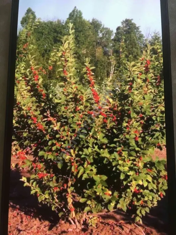 Войлочная вишня