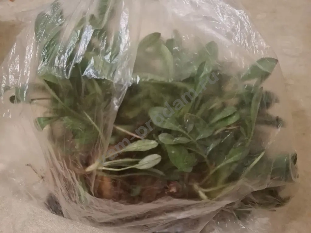 Кареопсис Жёлтый Ленок