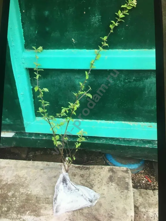 Войлочная вишня