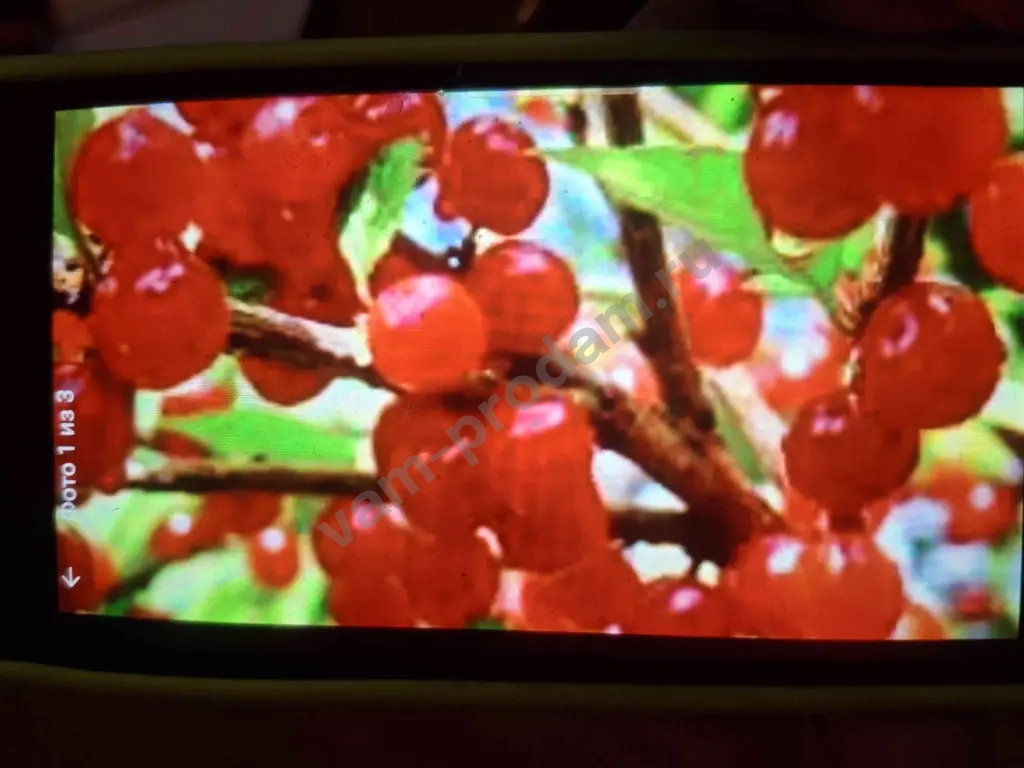 Войлочная вишня