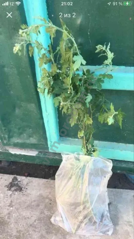 Дубочки Хризантем Жёлтые